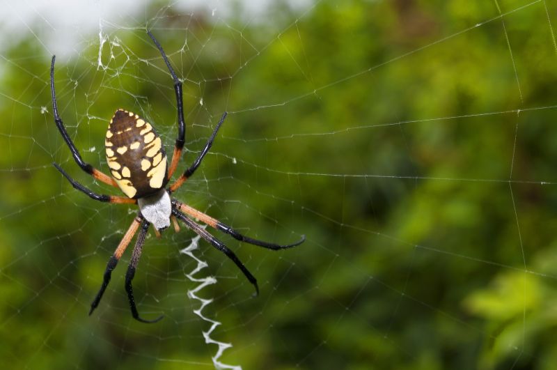 Spider Fumigation Service in Katy, TX