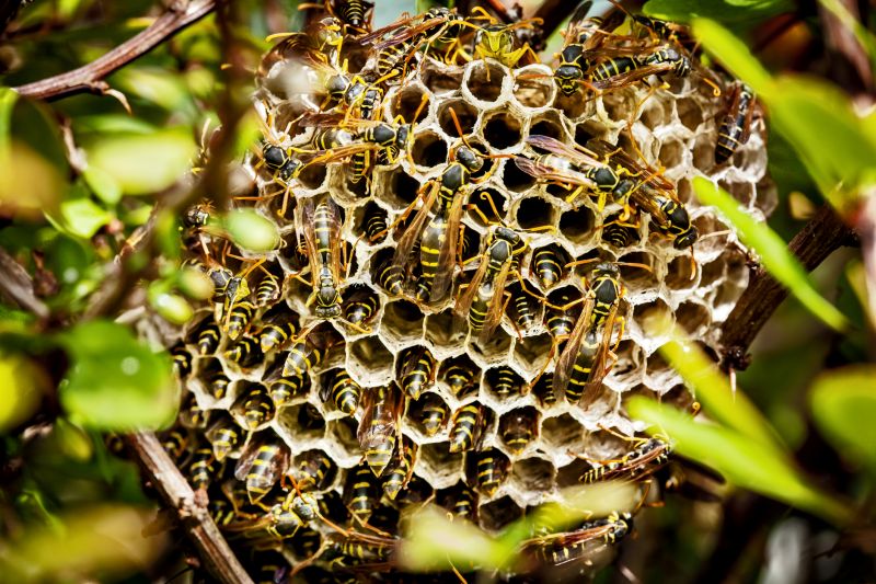 Wasp Removal