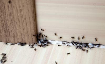 Ant Control Service in Fort Worth, TX