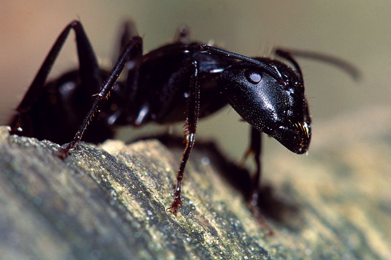 Black Ant Extermination in Arlington, TX