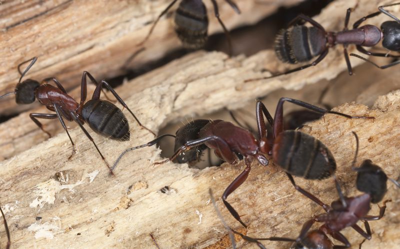 Black Ant Extermination in Frisco, TX