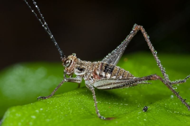 Cricket Prevention in Denton, TX