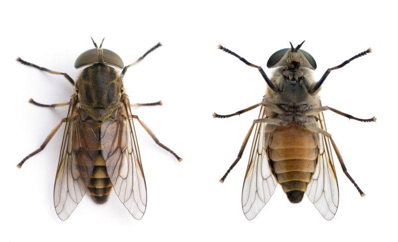 Fly Extermination in Frisco, TX