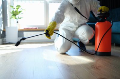 Mouse Spider Extermination in New Braunfels, TX