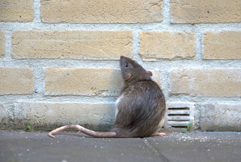 Rat Fumigation Service in Myrtle Beach, SC