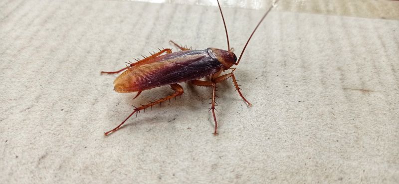 Roach Fumigation in Madison, WI
