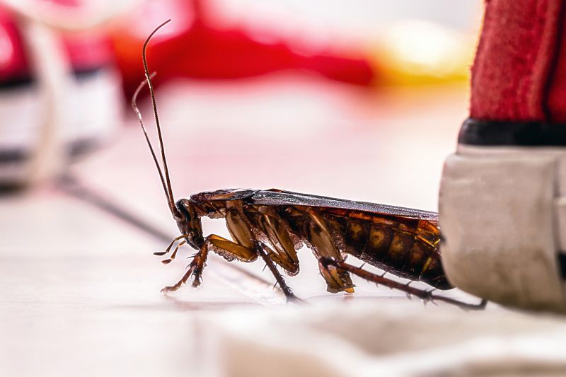 Roach Fumigation in Fredericksburg, VA