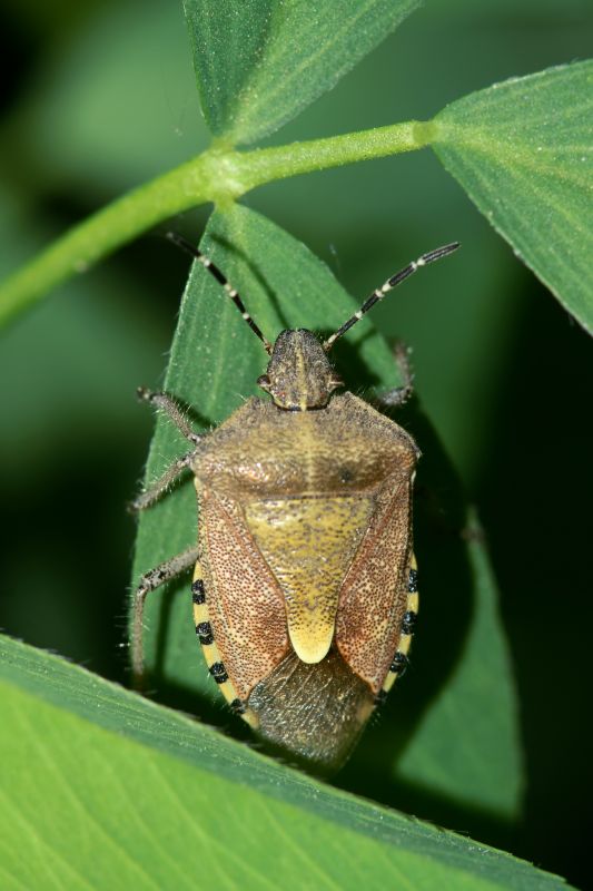 Stinkbug Extermination Service