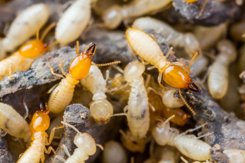 Termite Tenting in Long Island, NY
