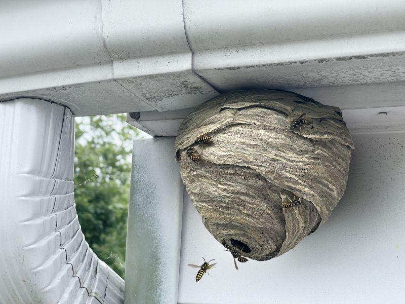 Effective Wasp Removal Solutions — Cost of Wasp Removal