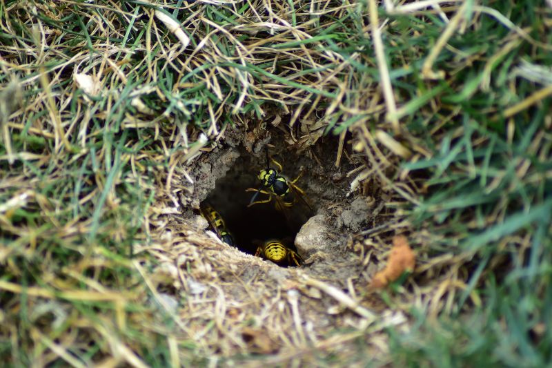 Effective Wasp Removal Solutions — Cost of Wasp Removal