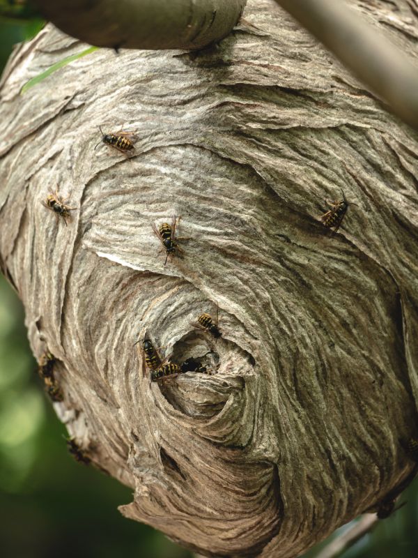 Effective Wasp Removal Solutions — Cost of Wasp Removal
