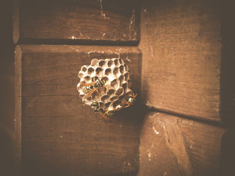 Effective Wasp Removal Solutions — Cost of Wasp Removal