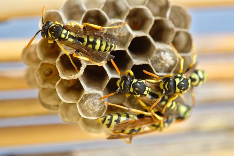 Effective Wasp Removal Solutions — Cost of Wasp Removal