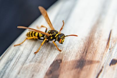 Effective Wasp Removal Solutions — Cost of Wasp Removal