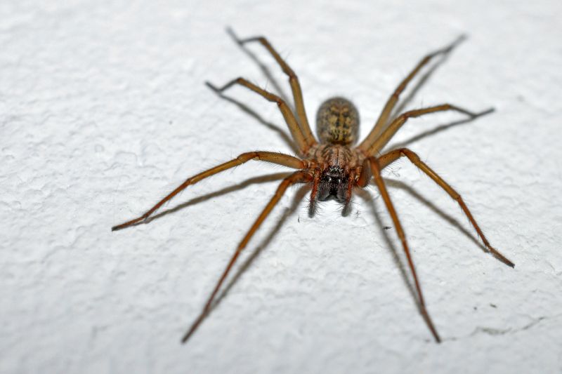 Wolf Spider Removal in Frisco, TX