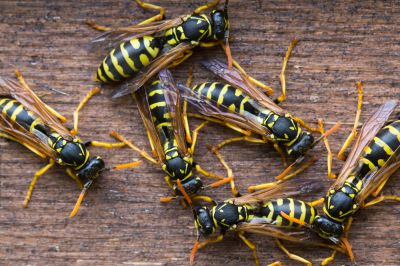 Eradicate Wasps from Your Home or Business!