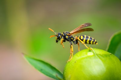 Get Rid of Wasps on Your Property!