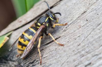 Get Rid of Wasps Safely and Quickly!