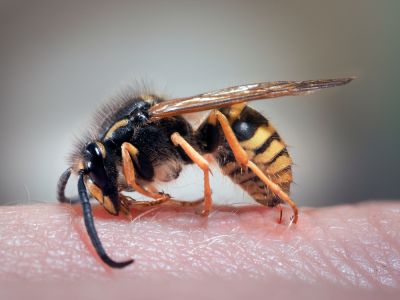 Get Wasp Removal Service!